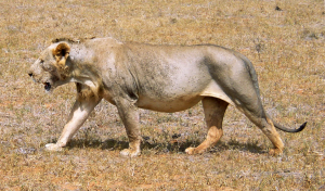 Maneless_lion_from_Tsavo_East_National_Park